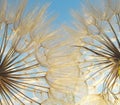 Two dandelions at sunset intertwined