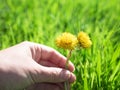 Two dandelions toghether