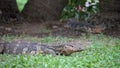 Two dangerous lizards predators wild striped varans, varanus salvator, on grass in national park