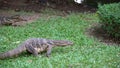 Two dangerous lizards predators wild striped varans, varanus salvator, on grass in national park