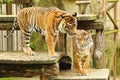 Two tigers in ZOO