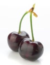 Two dark cherries on white Royalty Free Stock Photo