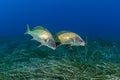 two dark corb fish over a field of sea weed Royalty Free Stock Photo