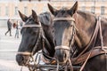 Two dark heads of a horse close-up, in a harness. Royalty Free Stock Photo