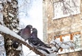 Two dark pigeons on a branch under the snow in winter look at each other. Winter time, couple in love, valentine`s day, birds in Royalty Free Stock Photo