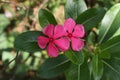 Two dark pink Cape periwinkle flowers blooming close together, view from above Royalty Free Stock Photo