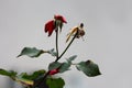 Two dark red layered roses with completely dry partially fallen petals growing on thorn filled stems surrounded with dark leaves