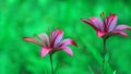 Two dark red lilies. Royalty Free Stock Photo