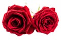 Two dark red roses. Isolate on white background Royalty Free Stock Photo