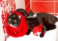 Two dark Scottish British cats lie together with a red Christmas toy, winter is cold