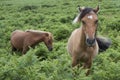 Two Dartmoor Ponies on Dartmoor, England Royalty Free Stock Photo