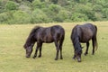 Two Dartmoor ponies grazing, Devon, England. Royalty Free Stock Photo