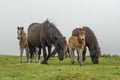 Two dartmoort ponies eating with two alert curious faols looking on the camera