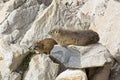 Two Dassies lying on rock