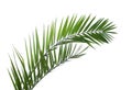 Two Date Palm  leaves isolated on white background Royalty Free Stock Photo