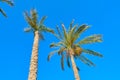 Two date palm trees on blue sky background Royalty Free Stock Photo