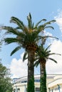 Two date palms grow near the house against the blue sky Royalty Free Stock Photo