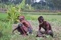 Two day laborers working on a cauliflower field