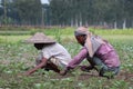 Two day laborers working on a cauliflower field