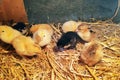 Two-day-old, yellow, black Brahma chicken Chicks in a straw box Royalty Free Stock Photo