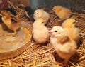 Two-day-old, yellow, black Brahma chicken Chicks in a straw box Royalty Free Stock Photo