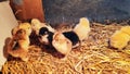 Two-day-old, yellow, black Brahma chicken Chicks in a straw box Royalty Free Stock Photo