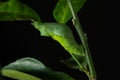 Two days old of Lime Swallowtail butterfly during pupal stage