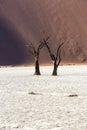 Two dead camel thorn trees in front of a sand dune Royalty Free Stock Photo