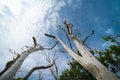 Two dead gum trees reaching skyward