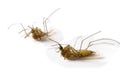 Two dead mosquito Royalty Free Stock Photo