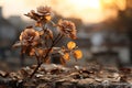 two dead roses on the ground in front of a sunset