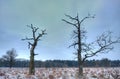 Two dead trees Royalty Free Stock Photo