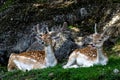 Two dears laying by the rocky mountain Royalty Free Stock Photo