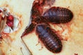 Two Death's head cockroach feeding on apple Royalty Free Stock Photo