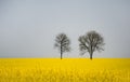 Two leafless trees in a field Royalty Free Stock Photo
