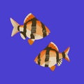 Two decorative barbus. Aquarium fish.