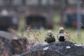 Two decorative metal birds on a gravestone