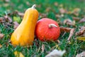 Two decorative pumpkins of different shapes on withered leaves and bright green grass. Autumn background.