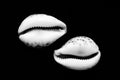 Two decorative shells isolated on black background