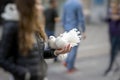 Two decorative white doves in hands of girl, symbol of peace. Pair of graceful doves with magnificent plumage. Peacock