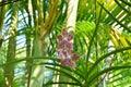 Two deep pink phalaenopsis blossoms in the bush Royalty Free Stock Photo