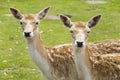 Two deer Royalty Free Stock Photo