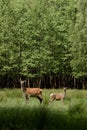 Two Deer Amidst the Lush Greenery of a Tranquil Forest