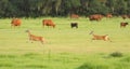 Two deer bounding through a cow pasture Royalty Free Stock Photo