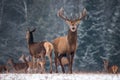 Two Deer Cervus Elaphus Against The Background Of The Winter Forest And The Silhouettes Of The Herd: Stag With Beautiful Horn