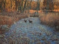 Two Deer Emerge from Tall Prairie Plants and Grass to Open Land Royalty Free Stock Photo