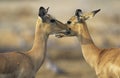 Two Deer face to face outdoors Royalty Free Stock Photo
