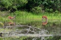 Two Deer feeding Royalty Free Stock Photo