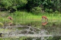 Two Deer feeding Royalty Free Stock Photo