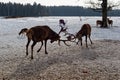 two deer grappled with their horns. reindeer fight